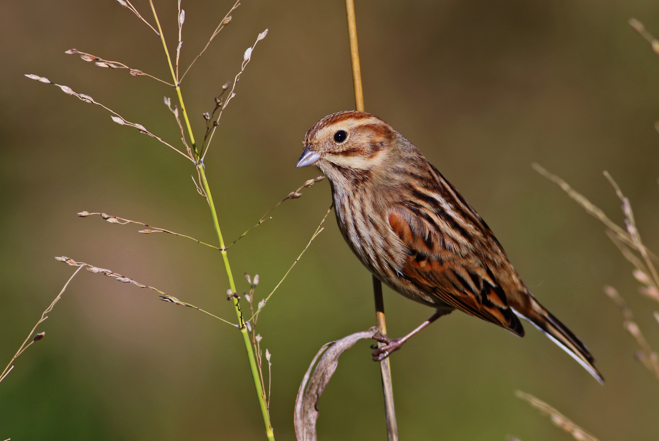 Reed Bunting